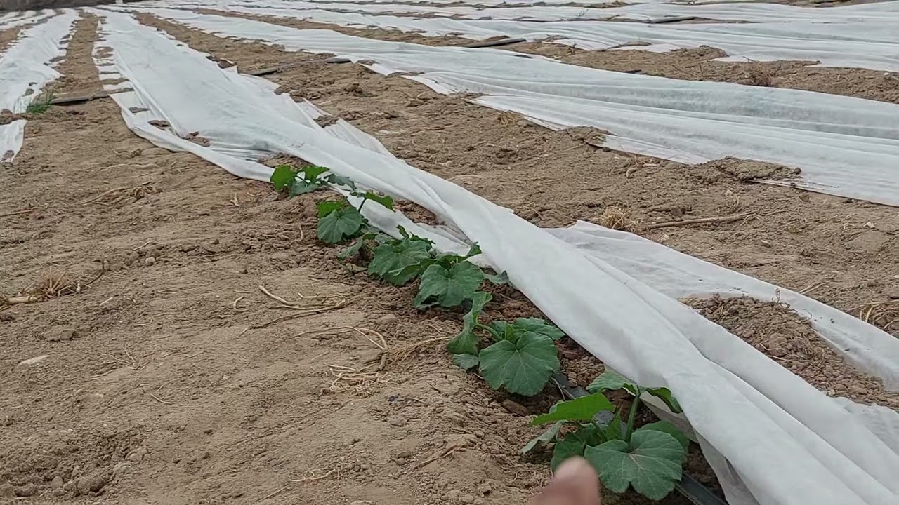 شاهد الفرق بين الخضر المغطاه بالشاش الأبيض والغير مغطاه ( فى الشمام والكنتالوب)