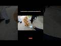 Two Street Dogs, One Beautiful Moment 🐶❤️ | #short #youtubeshorts #dog #cutedog
