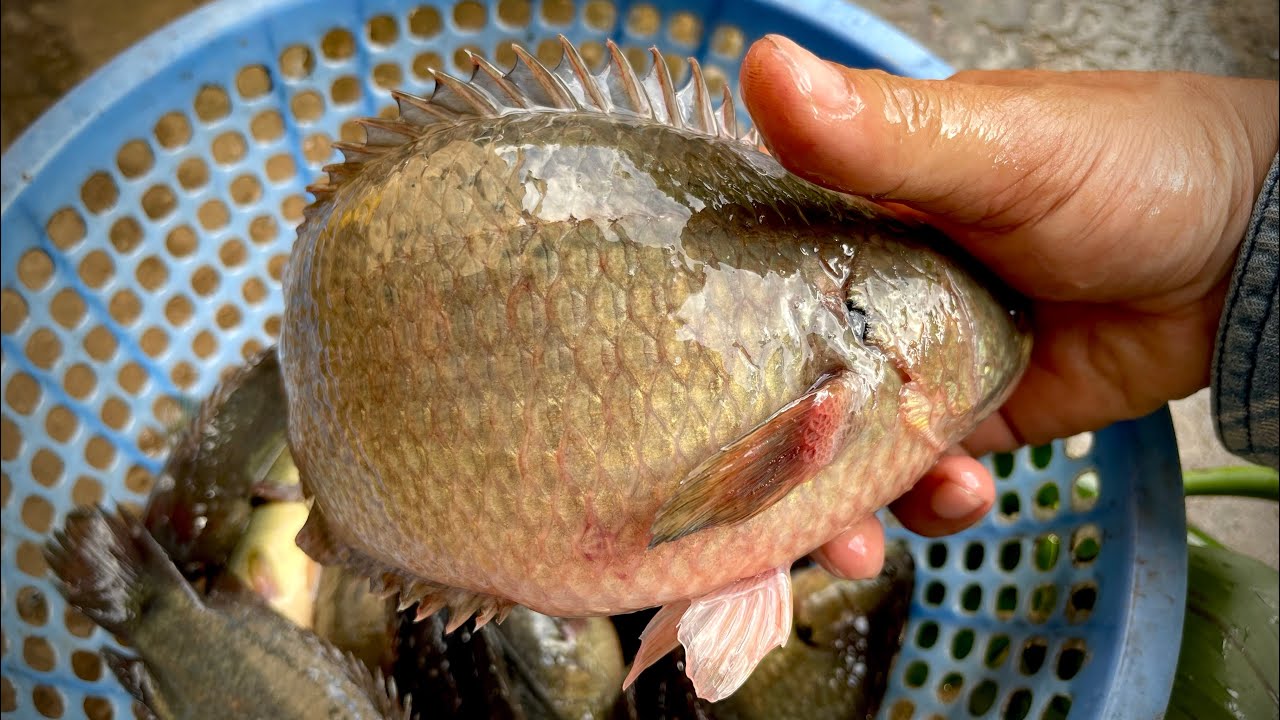 Tập 333 - Điểm Này Lúc Nào Cũng Có Hàng Khủng, Công Nhận Kéo Đã Tay Thật | Câu Cá Rô Đồng | MQTG