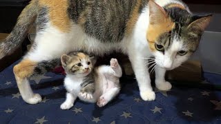 Kitten Who Acts Cute Next To Her Mom