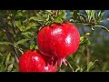 ছাদ বাগানে ডালিমের বাম্পার ফলন #motivation #garden #birdfeed #fruit #gardening