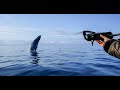 Pov wildlife photography  humpback whale feeding from drone