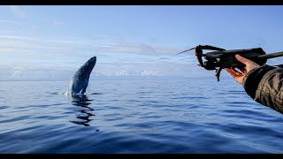 Pov Wildlife Photography | Humpback Whale Feeding From Drone