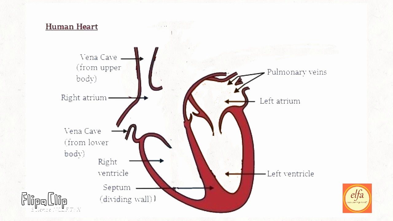 Heart full diagram - YouTube