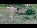 Nudist chases laptop-stealing wild boar