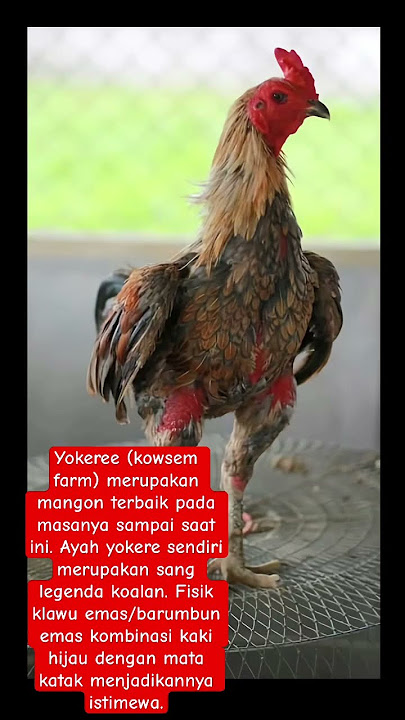 Sang Legenda mangon yokeree #ayamberkualitas #ayambangkok