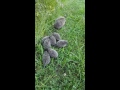 Hedgehog babies in my garden