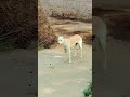 Dog real sound #dog #doglife #doglove #dogvideos #dogsound #pets #petsrule #dogizone #animals