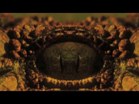 The Very Wicked - A Drop Of Water (For A Bucket Of Blood)