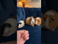 So cute hamster #hamsters #mice