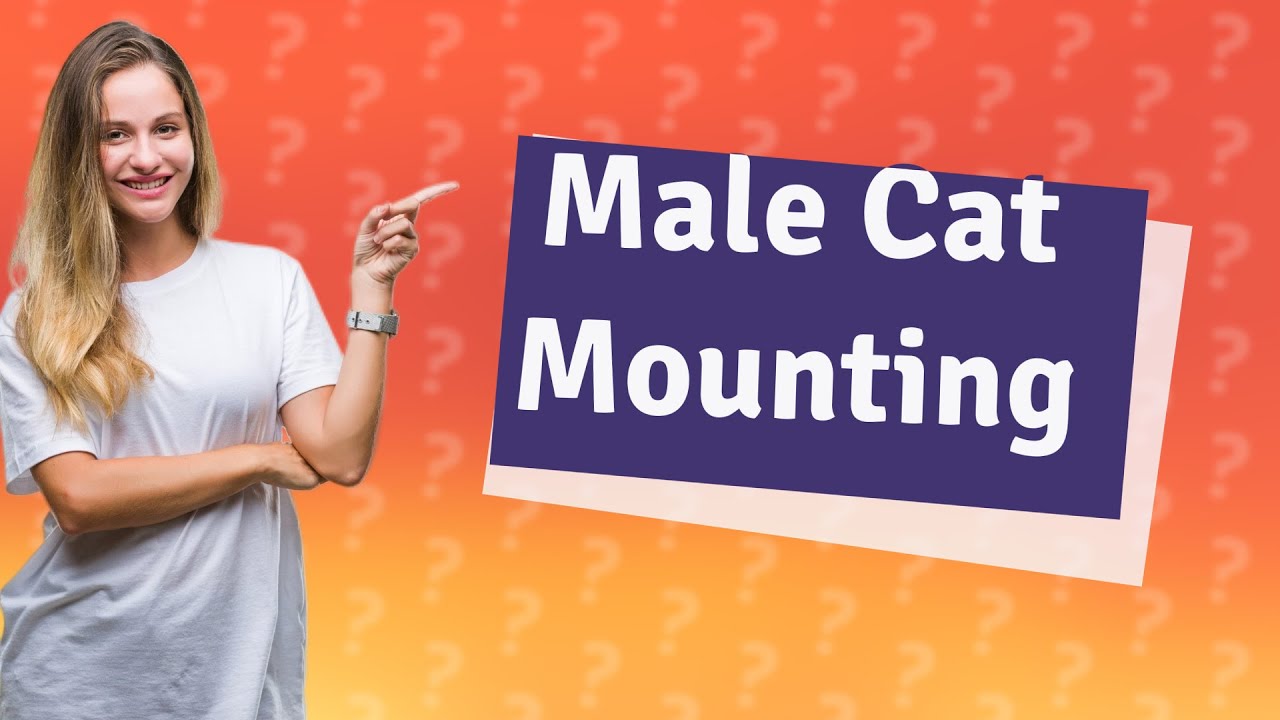why-is-my-male-cat-mounting-my-other-male-cat-youtube