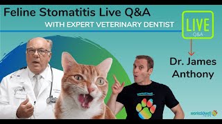Feline Stomatitis Q/A
with Dr. Anthony