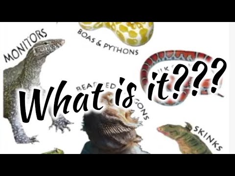 What is the new animal??? - YouTube