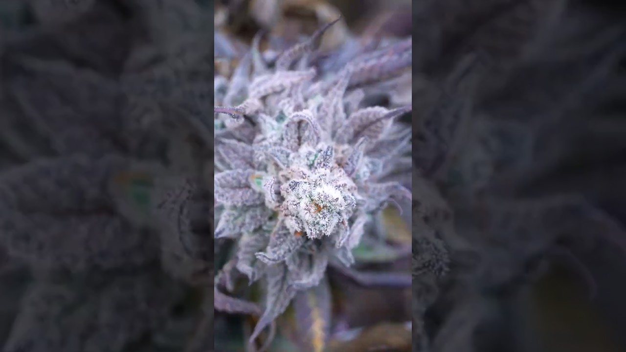 Этот случай с клеем Nana Glue был необычным…