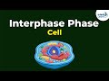 Phases of Interphase | Don't Memorise