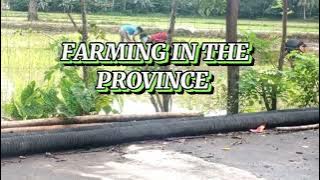 BEAUTIFUL RICE FARM AND HARD WORKING PEOPLE IN PROVINCE OF MINDORO,