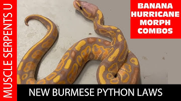 BANANA HURRICANE BALL PYTHON GENE COMBOS HATCH! AUG 2, 2020