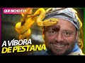 UMA SERPENTE DOURADA! A VÍBORA MAIS BONITA QUE EXISTE! | RICHARD RASMUSSEN