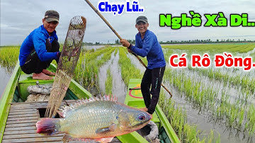 Cao thủ nghề XÀ DI cá Rô đồng" CHẠY lũ Trúng luồng cá Rô Mề bể tay