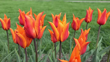 What is the most fragrant tulip?