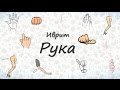 Рука (тело человека). Слова на иврите