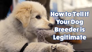 How to find out if a dog breeder is legitimate by Talent Hounds 3,432 views 2 years ago 7 minutes, 8 seconds