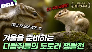 귀여운 다람쥐 보고 가세요🐿️ 겨울 필수품 도토리를 얻기 위한 THE람쥐의 모험! | SBS스페셜