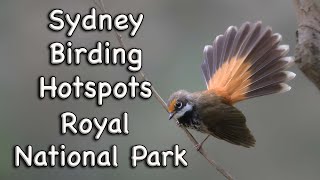 Sydney Birding Hotspots - #13 Royal National Park.