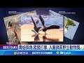 大象遮眼.打拳猩猩! 入圍搞笑野生動物攝影獎 |三立新聞網 SETN.com