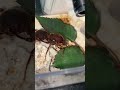 Feeding my giant queen ant