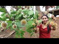 Have you ever seen this fruit in your country - It called Kadamba flower