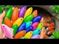 Catch beautiful aquarium fish in small pond baby turtles, pencil fish, guppy, frog, koi, spider