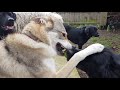 Test of wills between Tala Czechoslovakian Vlcak Wolfdog and her friend a German Shepherd Dog