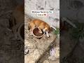 When a stray dog wakes up and sees the one person who ever showed him love. (Simbaa) #dog #shorts