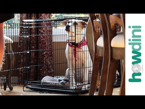 How To Crate Train a Puppy - Crate Training a Puppy