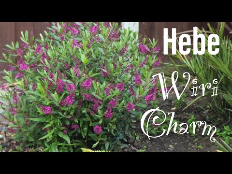 Hebe Wiri charm evergreen purple flowering shrub shrubby Veronica in my walled garden