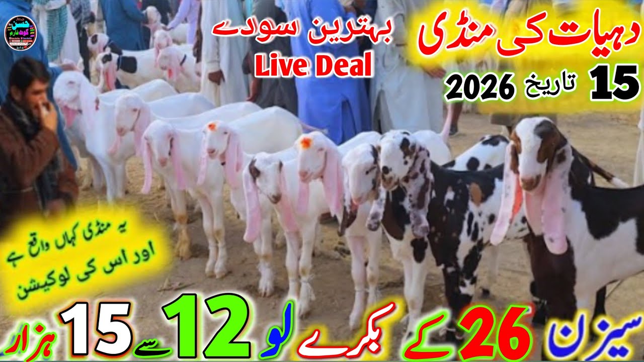 15 January 2026 dehat ki bakra mandi pakistan پنجاب کی بڑی منڈی rate munasib bakre 12 to 15 hzar 🙄