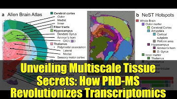 Unveiling Multiscale Tissue Secrets: How PHD-MS Revolutionizes Transcriptomics