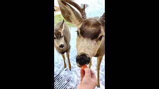 Deer Whisperer HAND feeding BUCKS!!! 🦌 8 DEER in the yard!!!😃