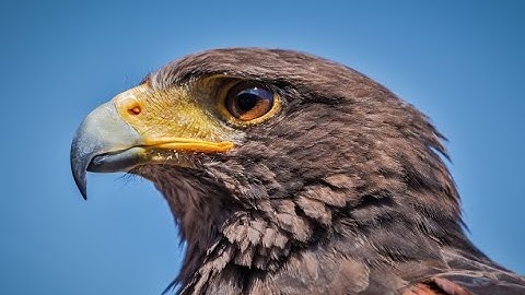 Falconry: Training Harris hawks   #falconry
