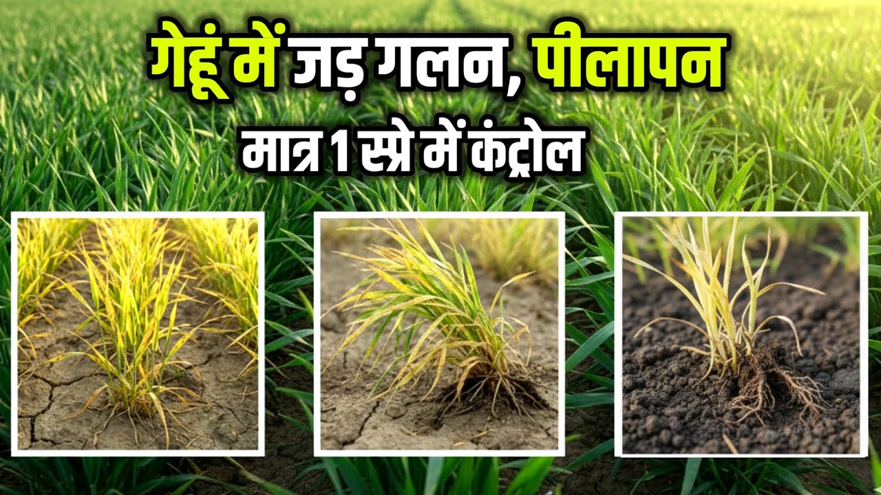 गेहूं में जड़ गलन, पीलापन का 100% इलाज | Wheat Root Rot Control & Fungicide Detail