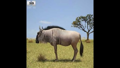 Wildebeest (Connochaetes) 3D model from CGTrader.com