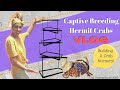 Getting Ready for HERMIT CRAB BREEDING Season VLOG! | By Crab Central Station