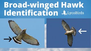 How to Identify a Broadwinged Hawk  Raptor Identification