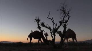 Dromedary Camels At Break Of Dawn (Hd 1080P Video) جمل