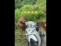 COWS NE KYA KAR DIYA😲#funny #shortsviral #funnyshorts #cows #shorts
