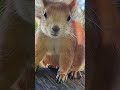 🐿️Scrat  Влюбился в белку из нашего парка#squirrel #naturelovers