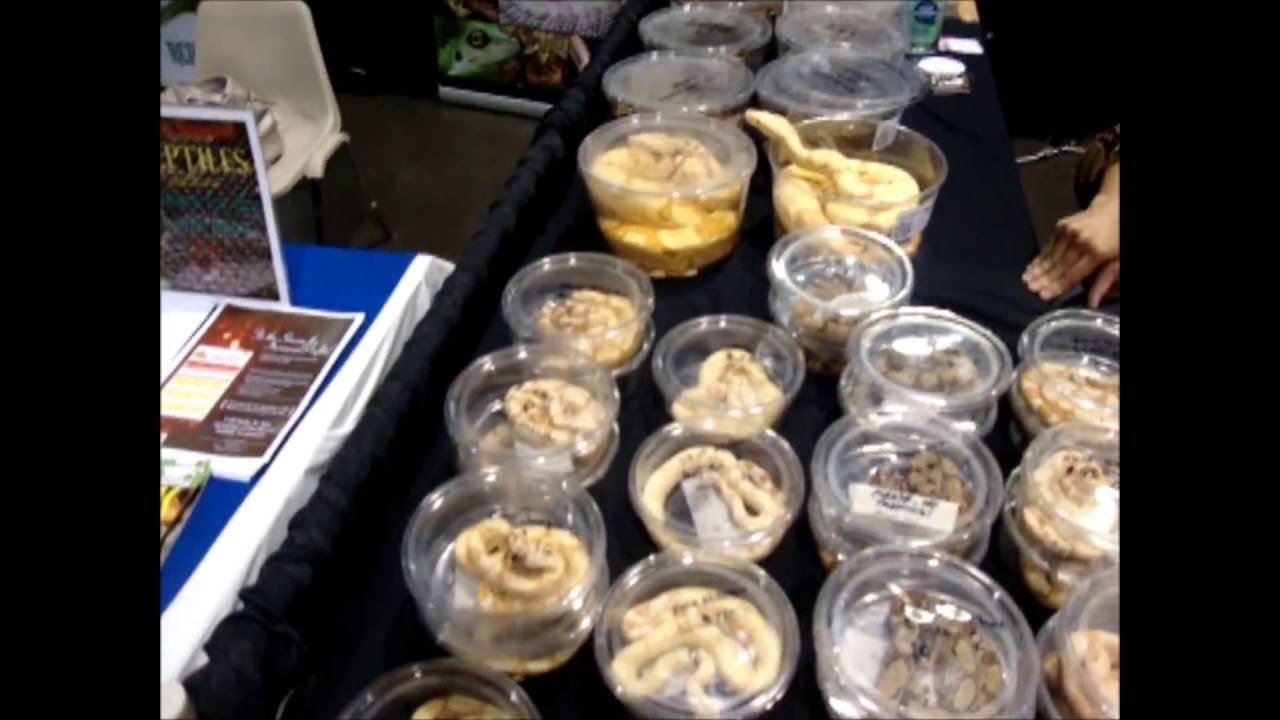 camera iphone 8 plus apk NARBC Anaheim Convention Center, Reptile Expo