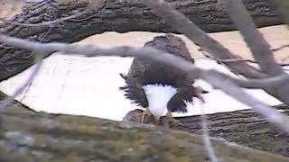 Decorah Eagles ~ Dad On Branch Eating Fox Squirrel ~ Approximately 12:45 p.m.  03-19-2014