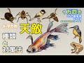 【メダカ】1万匹のメダカ養魚場season1-11メダカの天敵！種類と対策法！